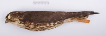Media type: image;   Ornithology 181085